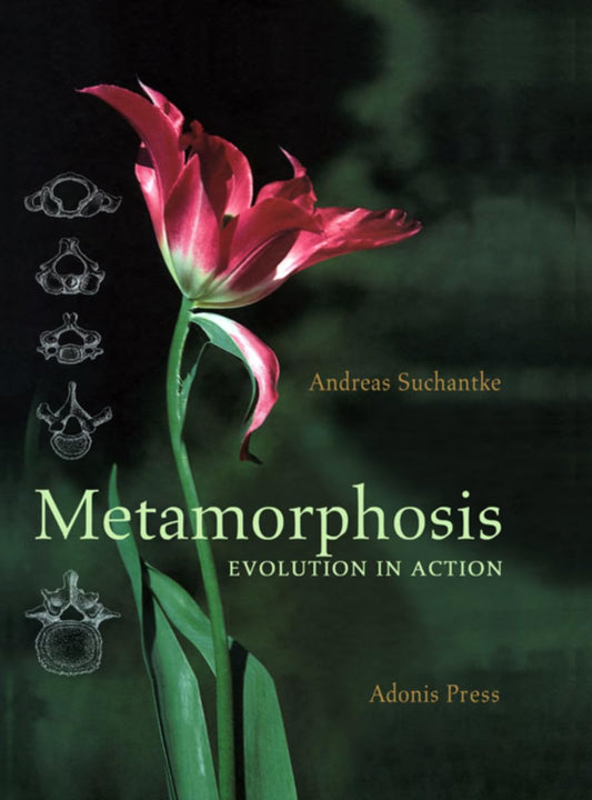 Metamorphosis: Evolution in Action